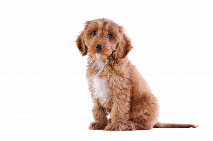 A small brown puppy sitting on a white background.