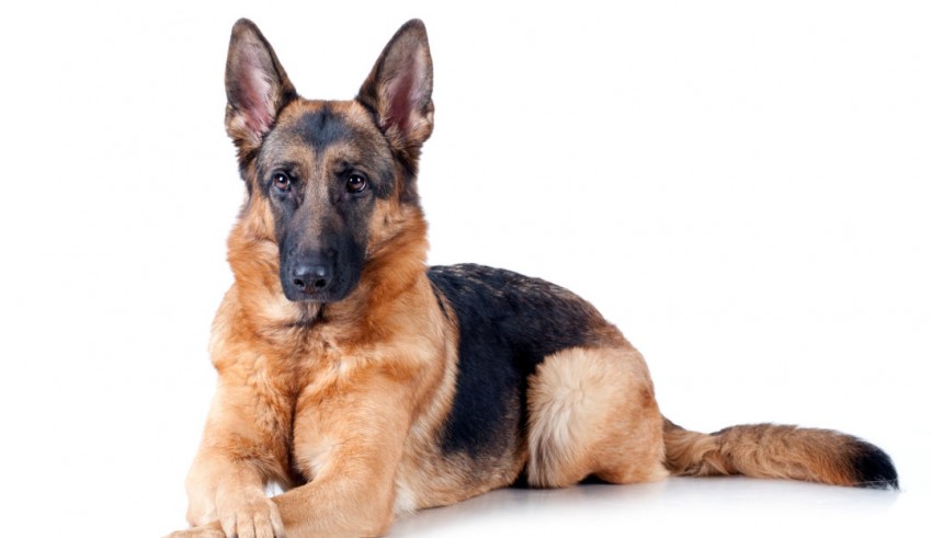 A german shepherd dog laying down on a white background.