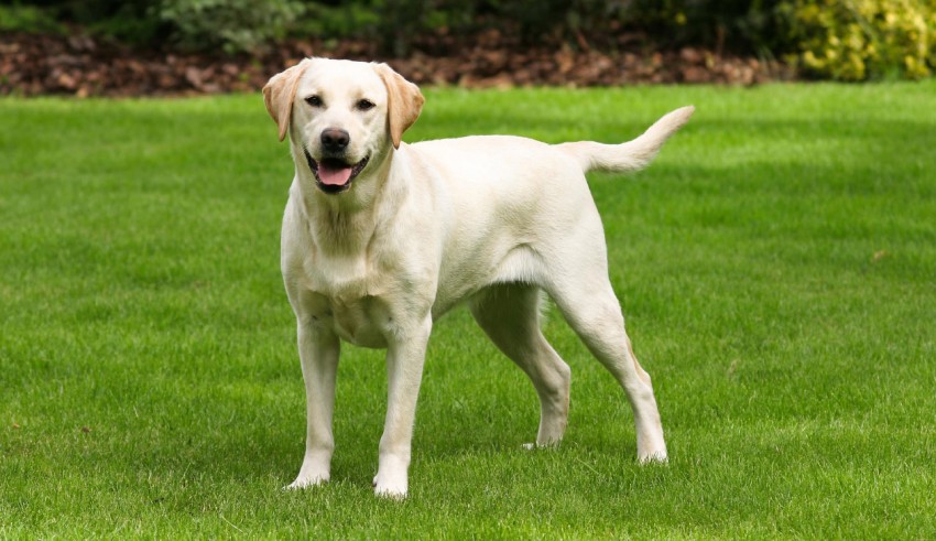A white labrador retriever standing on a green lawn.