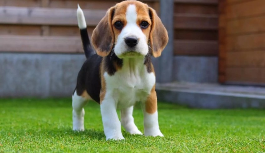 A beagle puppy standing on the grass.