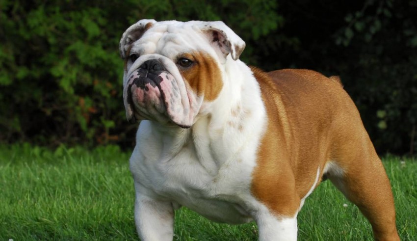 A white and brown bulldog standing in the grass.