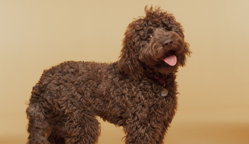 A brown poodle standing on a yellow background.
