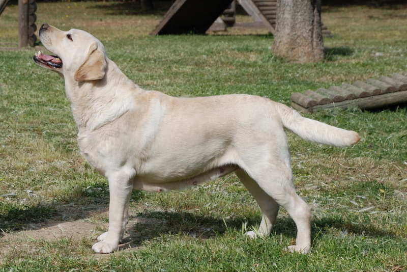 Which one of these dogs is Labrador Retriever? 5