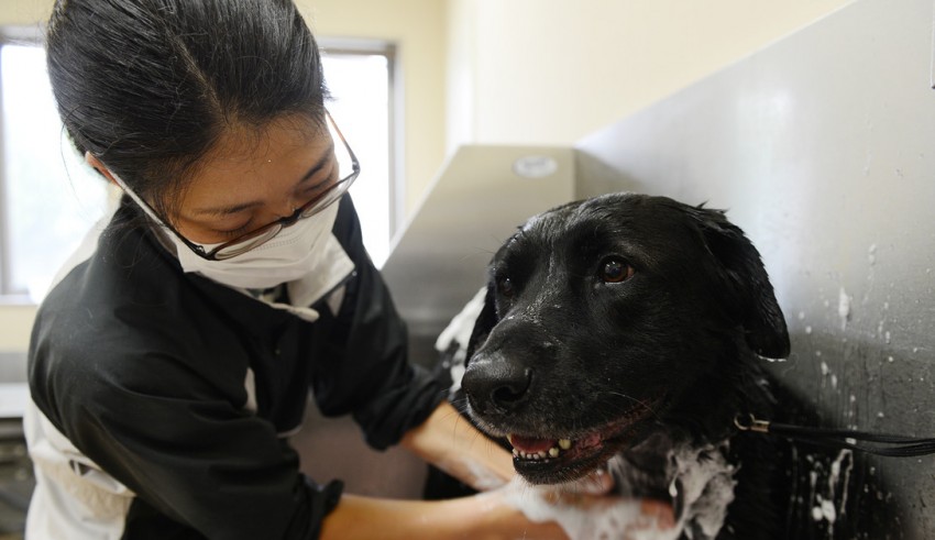 A woman is washing a black dog with soap.