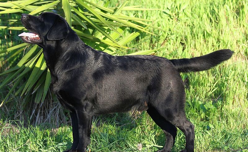 A black labrador standing in a grassy area.