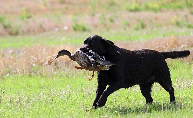 A black dog with a duck in its mouth.