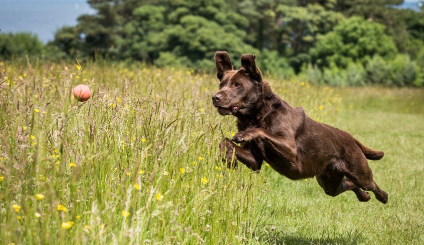 A brown dog chasing a ball in a field.