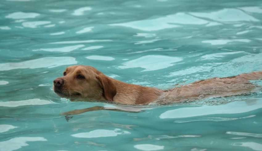 A golden retriever swimming in a pool.