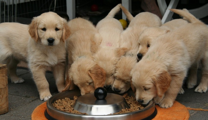 A group of puppies eating from a bowl.
