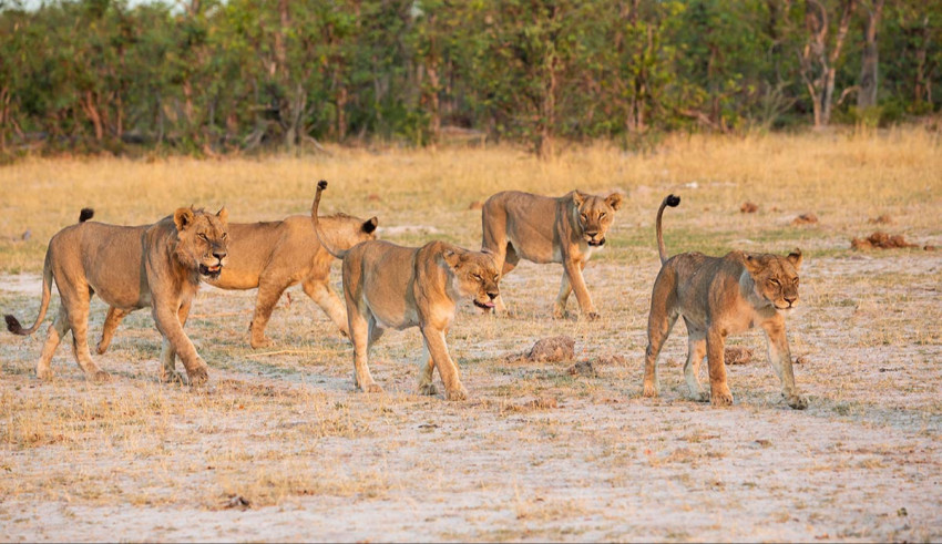 A group of lions walking through a grassy area.