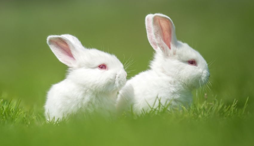 Two white rabbits sitting in the grass.