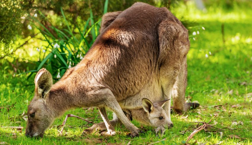 A baby kangaroo is eating in the grass.