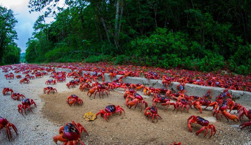 A group of red crabs walking down a road.