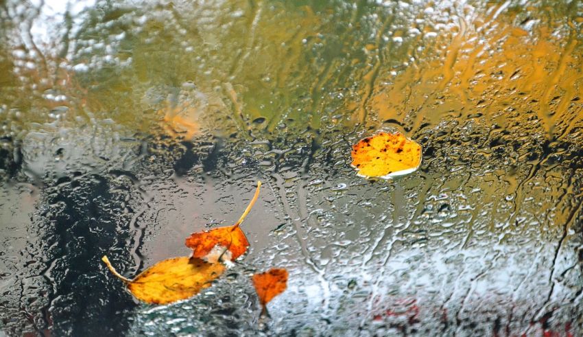 Autumn leaves on a rainy window.