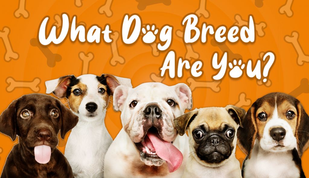 What Dog Breed Fits Me Quiz Peacecommission kdsg gov ng