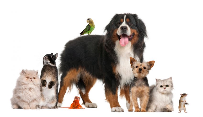 A group of dogs, cats, and a parrot.