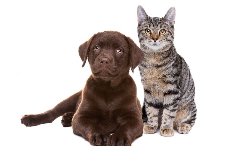 A cat and a dog sitting next to each other on a white background.