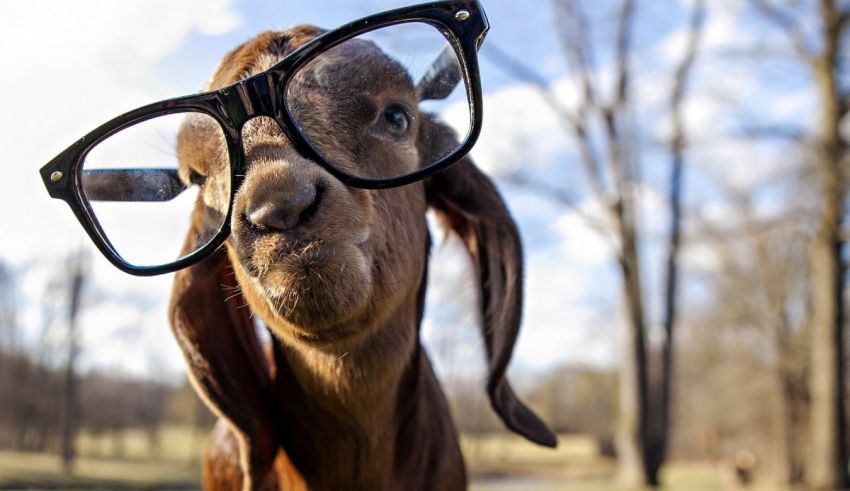 A goat wearing a pair of glasses.