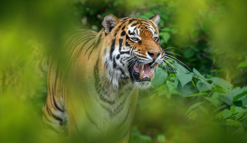 A tiger with its mouth open in the forest.