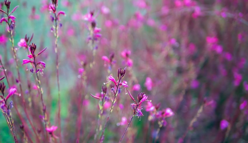 A close up of pink flowers in a field.