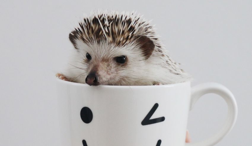 A small hedgehog sitting in a mug holding a smiley face.