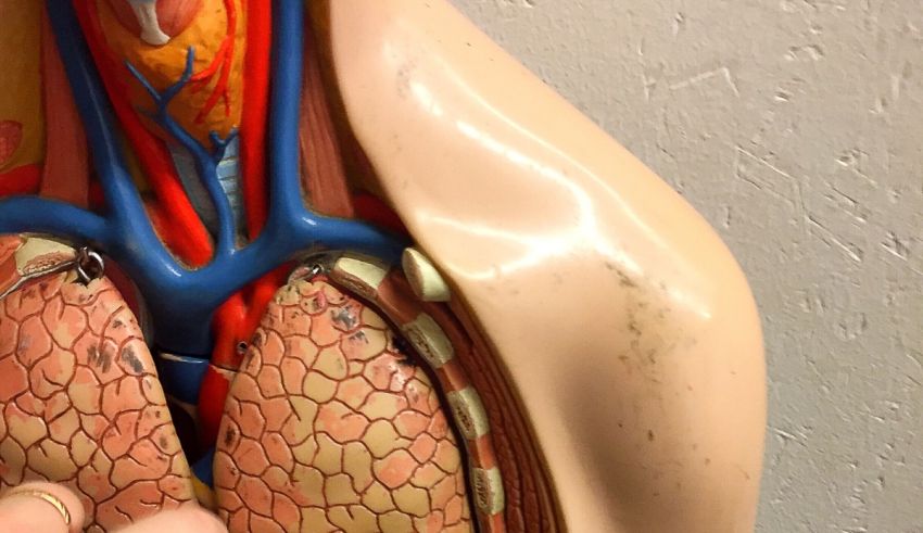 A person is holding a model of the human lungs.