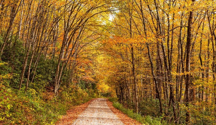 A dirt road surrounded by trees in the fall.