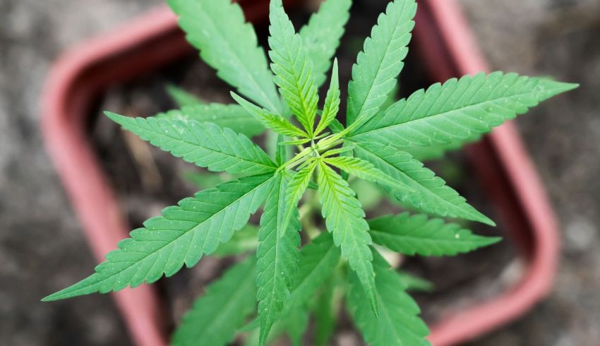 A marijuana plant is growing in a pot.