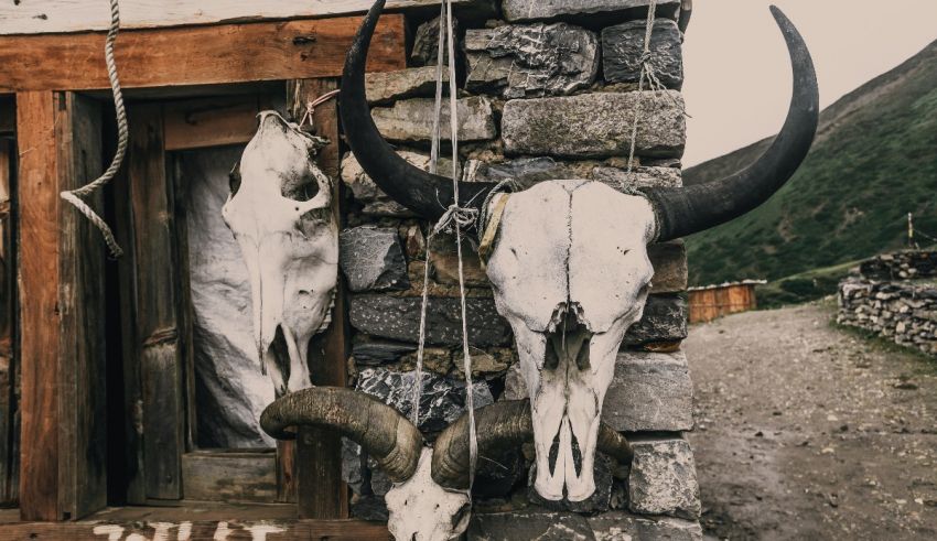 Tibetan yak skulls hanging outside of a building.