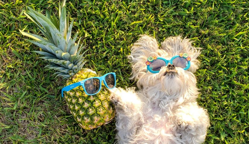 A white dog wearing sunglasses laying on the grass next to a pineapple.