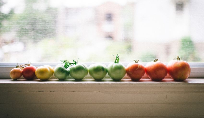A row of tomatoes on a window sill.
