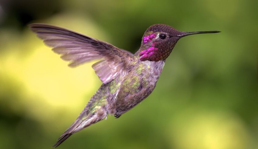 A hummingbird is flying in the air.