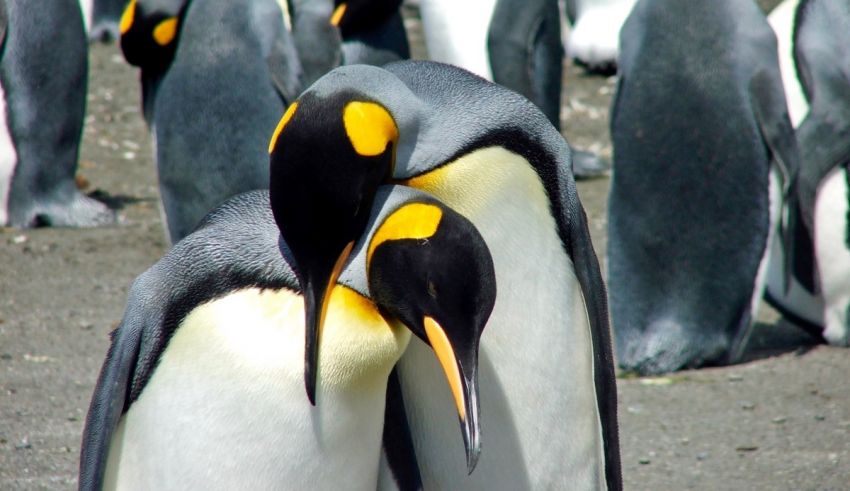 A group of penguins are hugging each other.