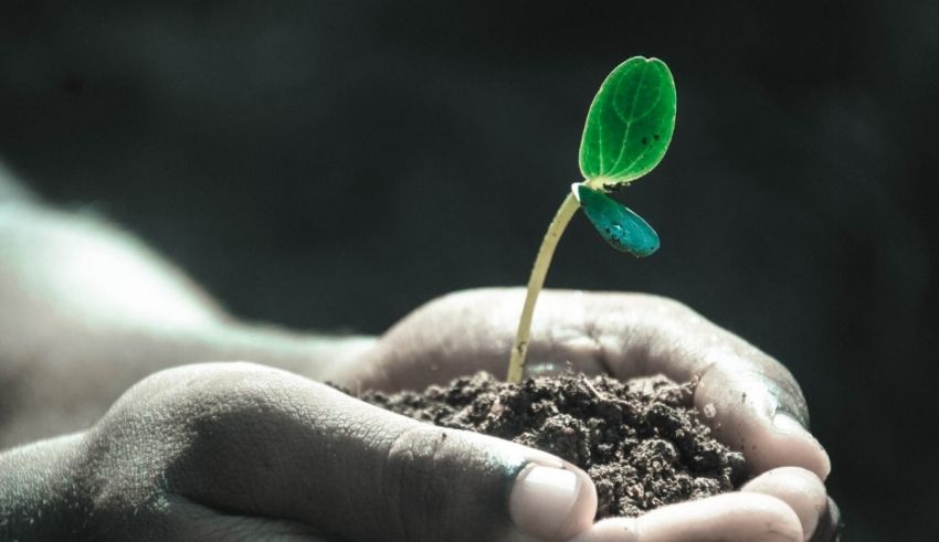 A person's hands holding a green plant in soil.