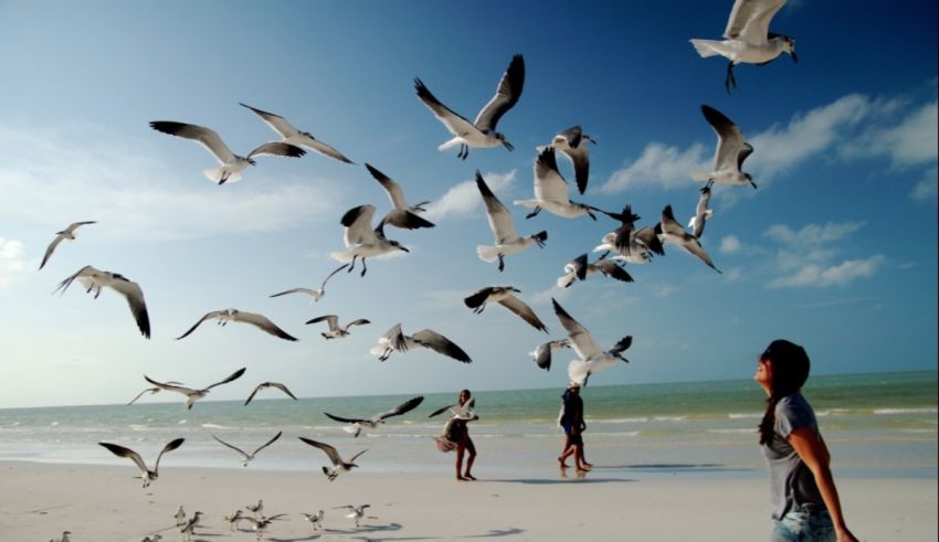 Seagulls flying over a beach.