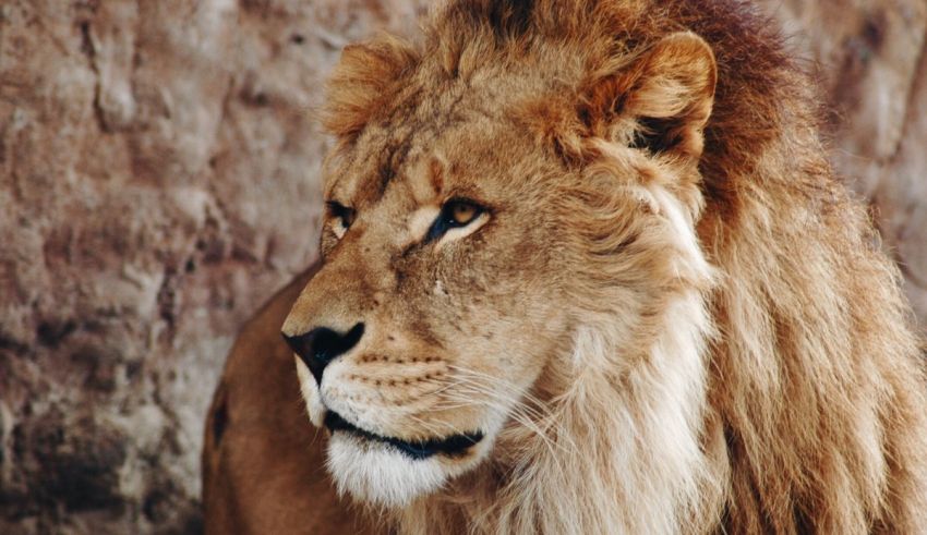 A close up of a lion looking at the camera.