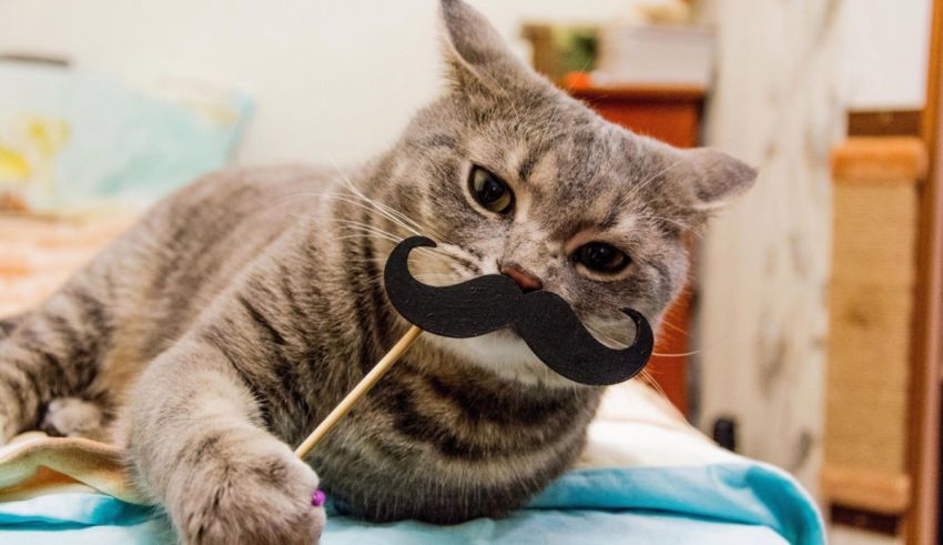 A cat with a mustache on a stick laying on a bed.