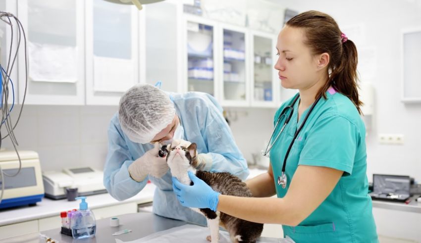 A vet examines a cat in a veterinary clinic.