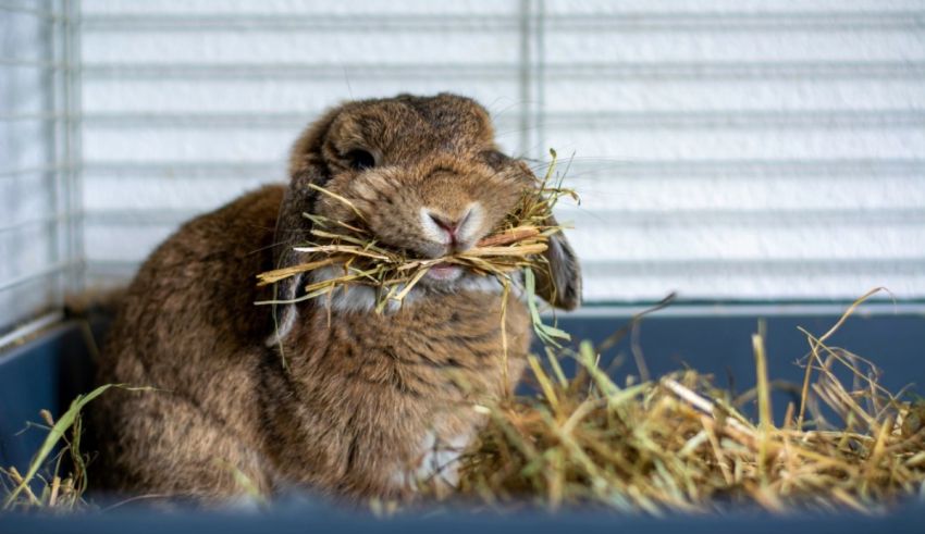 A brown rabbit eating hay in a cage.