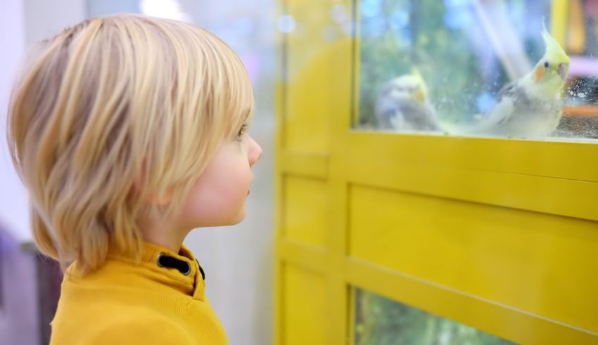 A young boy looking at a bird in a glass enclosure.