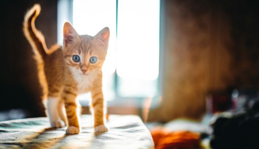 A small orange kitten standing on a table in front of a window.