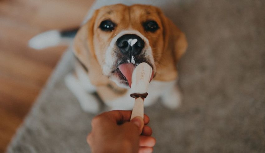 A beagle chewing on an ice cream stick.