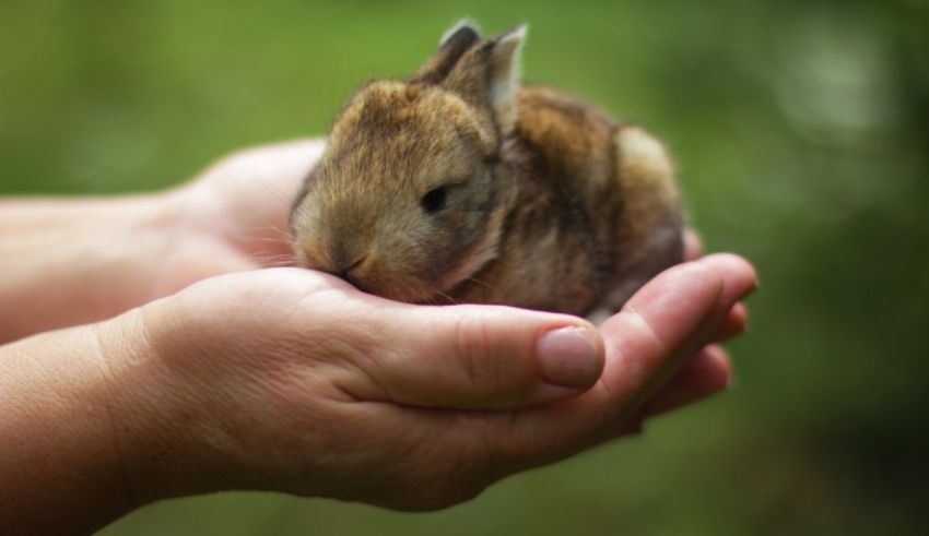 A small brown bunny is being held in a person's hand.