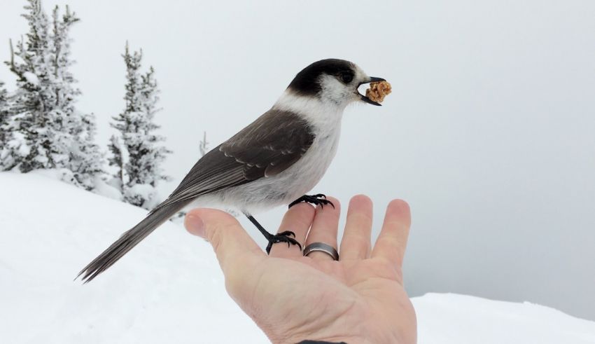 A small bird sitting on a person's hand.