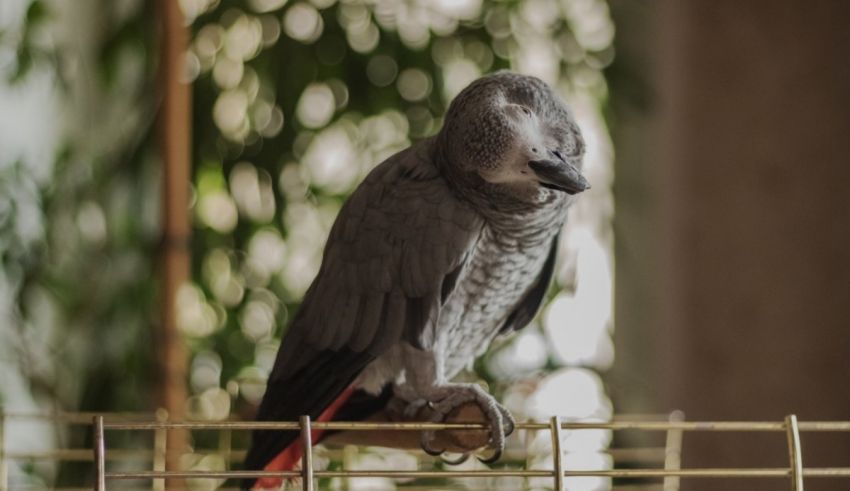 A grey parrot sitting on top of a cage.