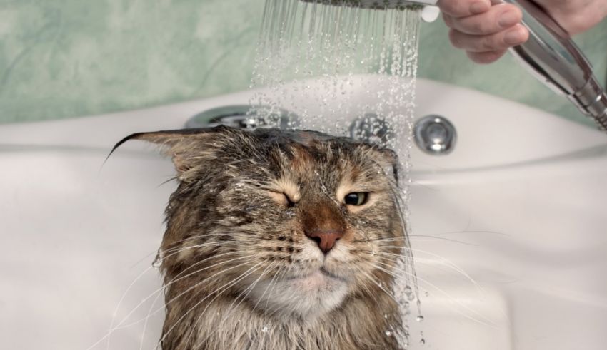 A cat being washed by a person in a bathtub.