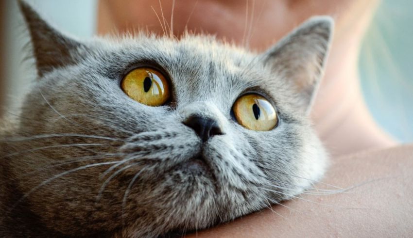 A gray cat with yellow eyes is being held by a person.