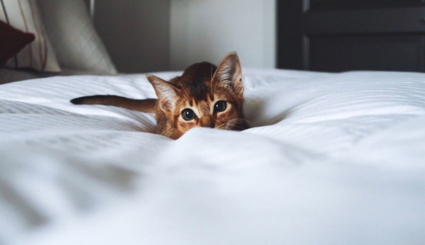A brown cat peeking out of a bed.