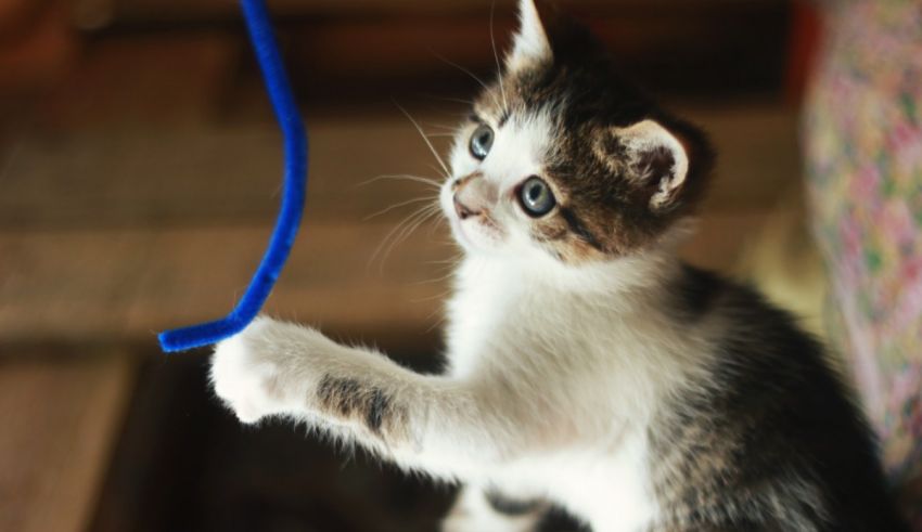 A kitten playing with a blue string.