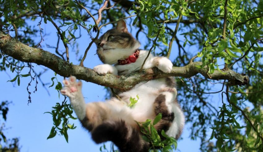 A cat in a tree.